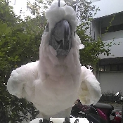 ʵҿе