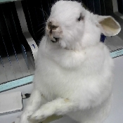 ʵҿе