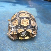 ʵҿ